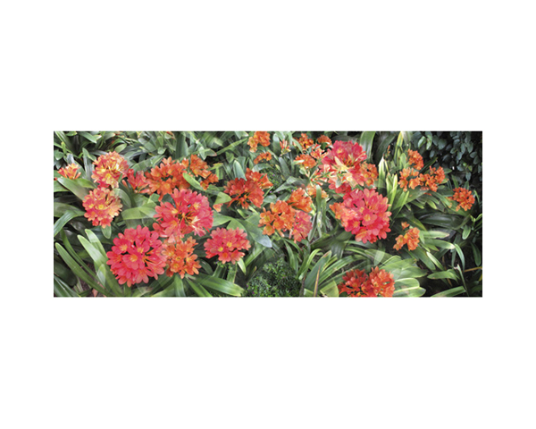 Flowers BH Red & Green
