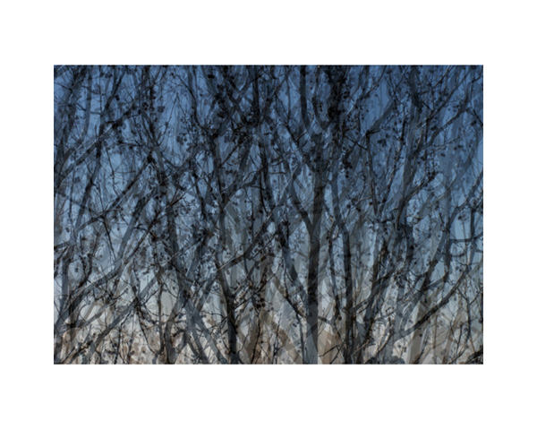 Getty Trees 1 LA