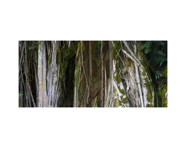 Hilo Banyon Tree Green