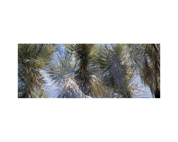 Joshua Tree 3
