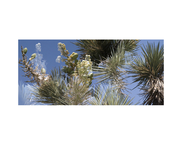 Joshua Tree 4