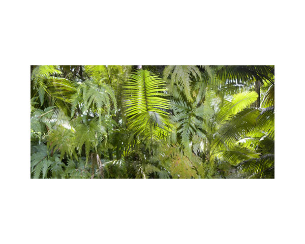 Onomea RF Ferns