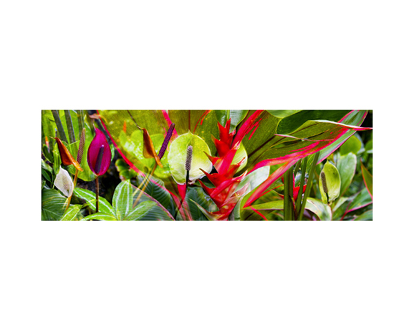 Onomea RF Flowers Paint