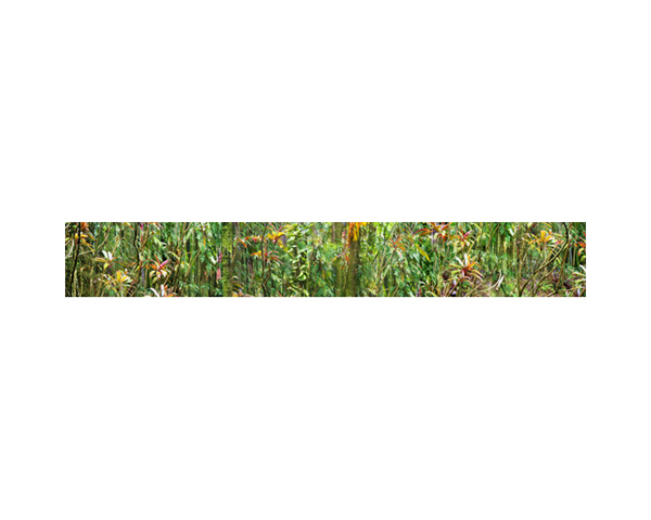 Onomea RF Jungle Orange L