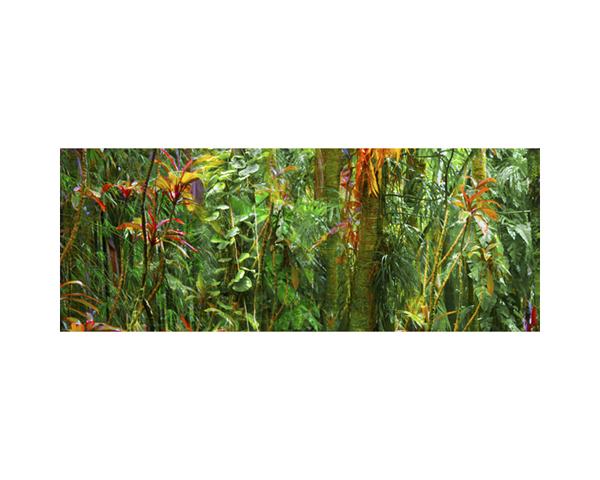 Onomea RF Jungle Orange