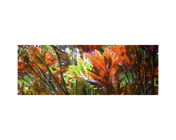 Onomea RF Red Leaves