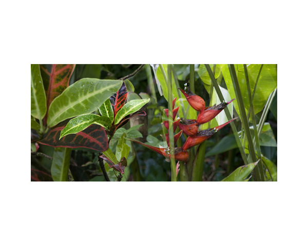 Onomea RF Red and Green