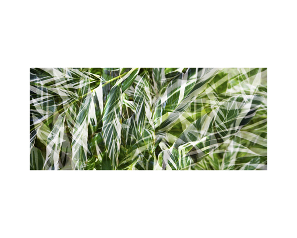 Onomea RF Variegated