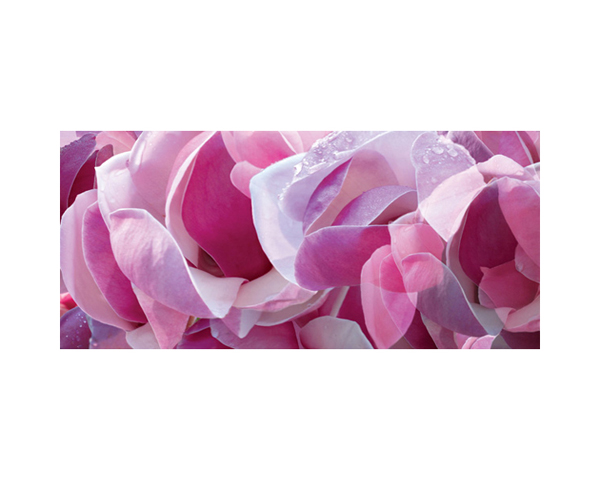 Pink Flowers California