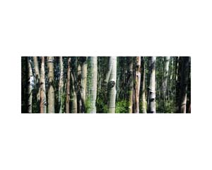 Aspen Trees Colorado
