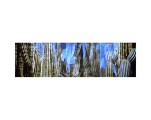 Cactus 1 Arizona