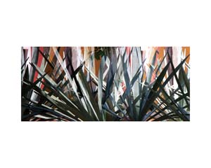 Henequen Plant 2 Mexico