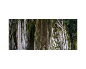 Hilo Banyon Tree Green