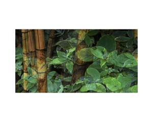 Onomea RF Bamboo Green