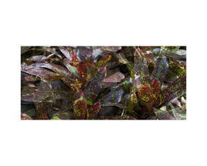 Onomea RF Leaves Green