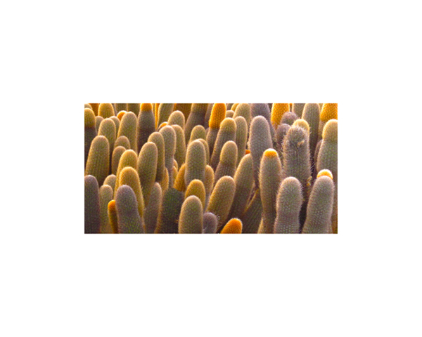 Galapagos Cactus 1