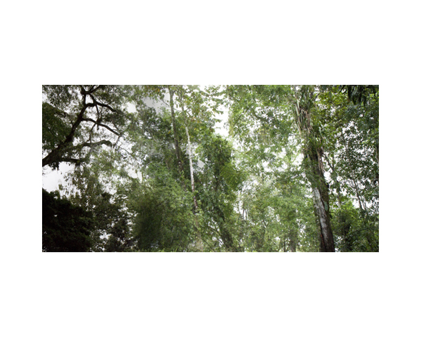 Green Tree River c CR