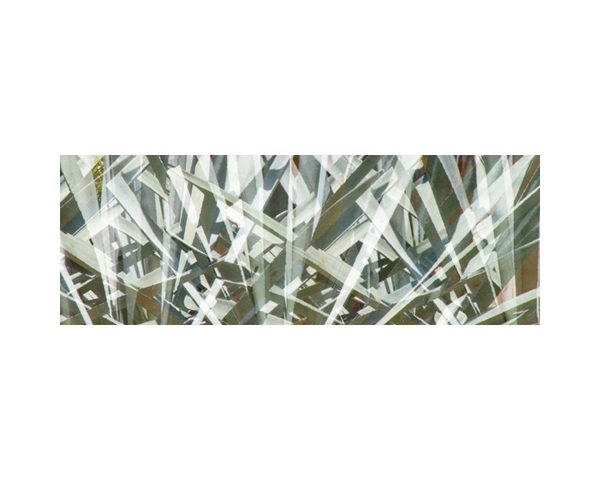 Henequen Plant 1a