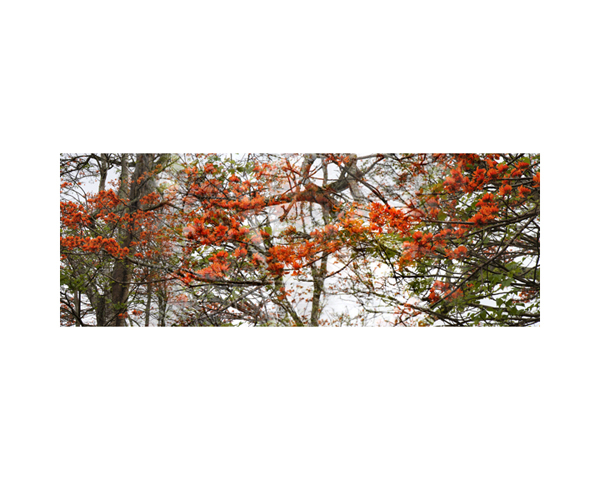 Orange Trees 1 Costa Rica