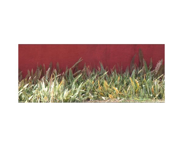 Red Temozon Walls 3