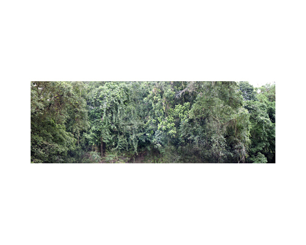 River Bank Trees C CR