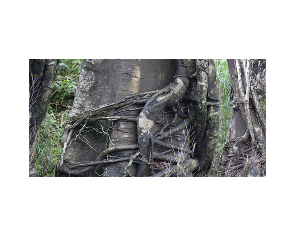 Tree Trunk Vines Costa Rica