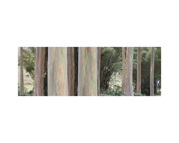 Tree Trunks Peeling CR