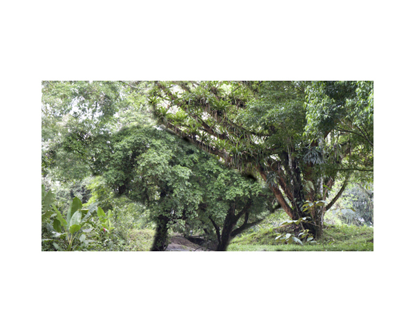 Trees in the River D CR