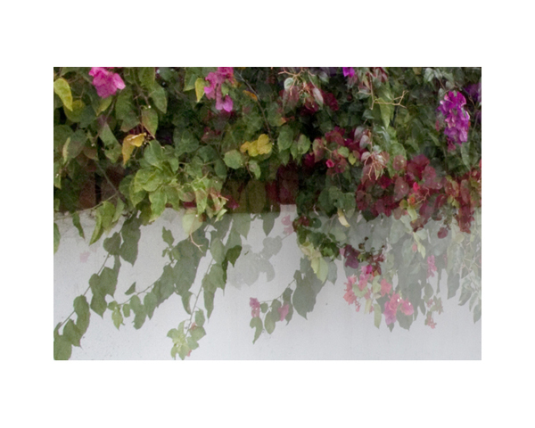 White Wall Flowers B CR