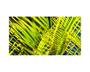 Diego Studio Garden 2