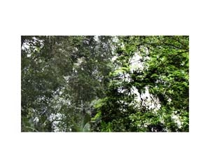 Green Tree River e CR