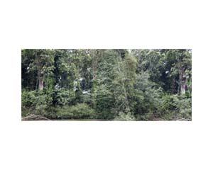 Grey Green Bushes 2 CR