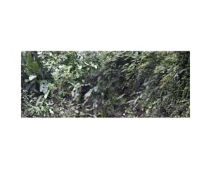 Grey Green Bushes b CR