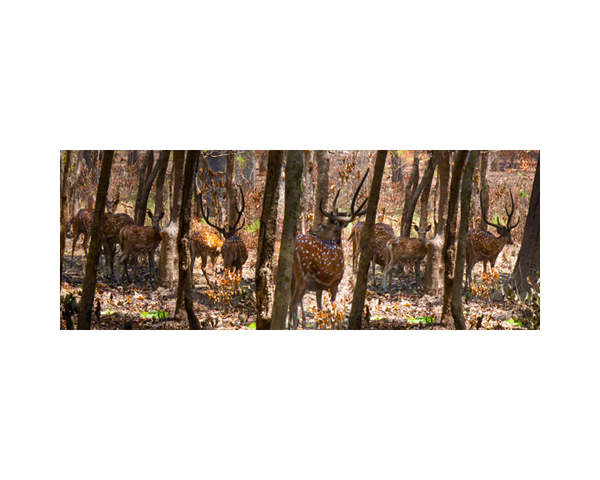 Nepal Deer