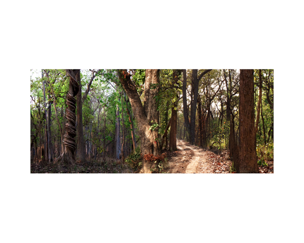 Nepal Forest