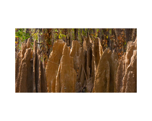 Nepal Termite Hills 2