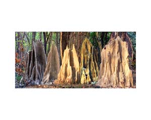 Nepal Termite Hills 3