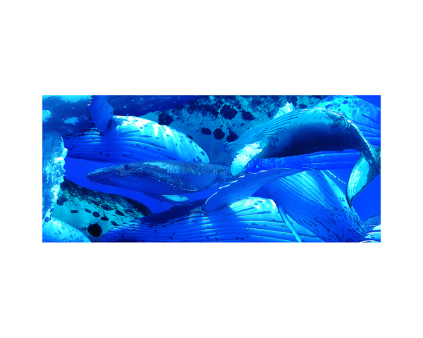 Humback Whale Swimming 3
