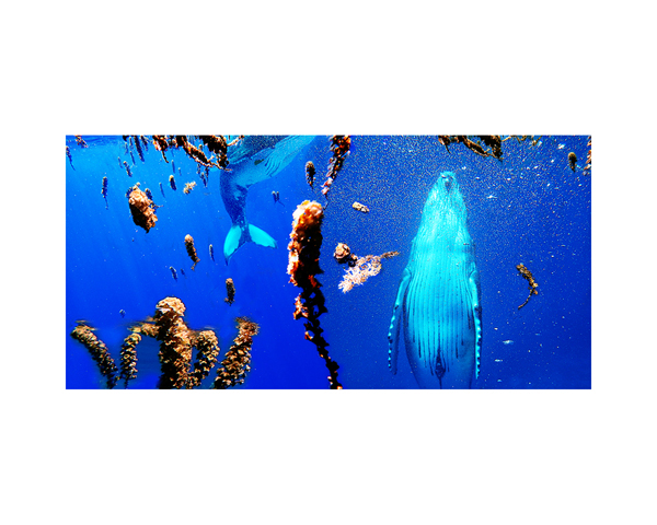 Humpbacks and Seaweed