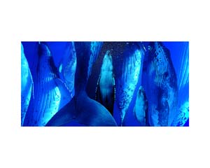 Humpback Whales Breaching